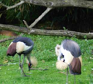 Tierpark Hagenbeck