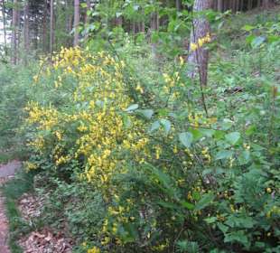 Auf dem Weg zum Hilschweiher