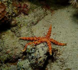 Schnorcheln Hurghada