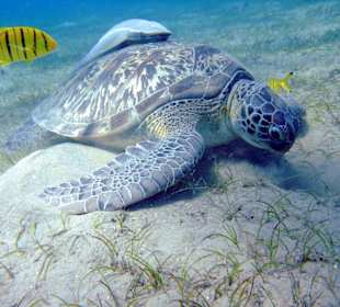 Meeresschildkröte