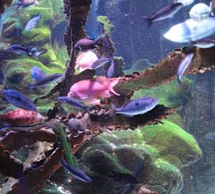 Das Spiel der bunten Fische