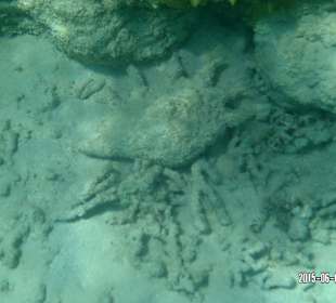 Korallenriff Fantasy - beim Schnorcheln gesehen