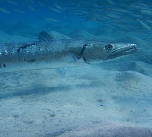 Barrakuda in der Bucht 