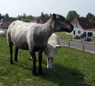 Deichwanderung Fedderwardersiel - Burhave