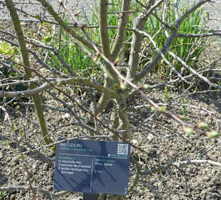 Erläuterungen der Kräuter