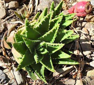 Eindrücke aus dem Jardin Méditerranéen