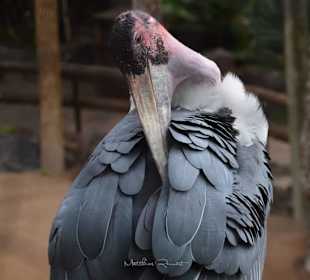 Bedauernswert eingesperrt