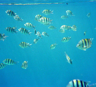 Von denen gibt es ganz viele