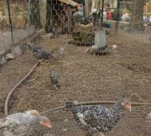 Tierhaltung auf der Granja