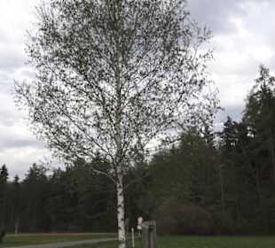Lehrpfad Bäume des Jahres