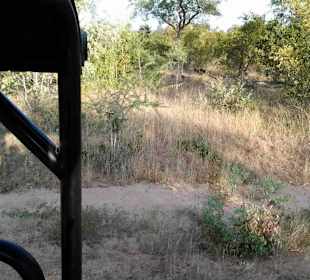 Krüger Nationalpark