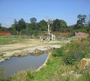 Giraffen in der Savanne im Bereich "Afrika"
