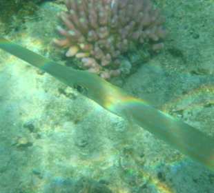 Flötenfisch am Strand