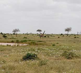 Nationalpark Kenia