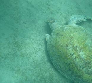 Schildkröte beim Ausflug