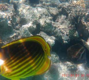 Schnorcheln Sahl Hasheesh