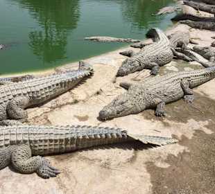 Krokodilfarm Animalia