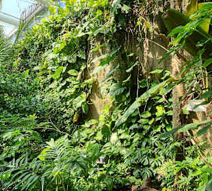 Im Tropenhaus