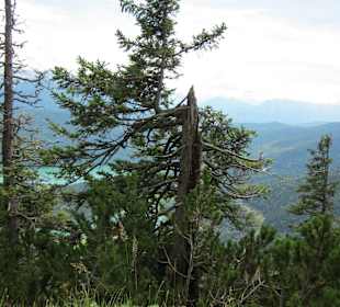 Bäume in der Naturgewalt