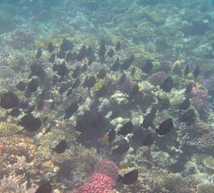 Hausriff Arabia Azur