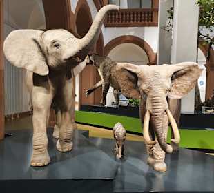 Naturhistorisches Museum