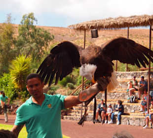 Tiere im Oasis Park Fuerteventura