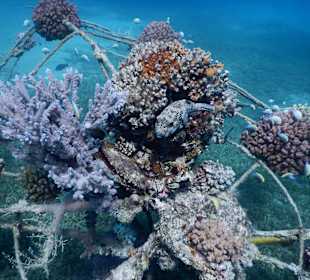 Man wird gleich von den Fischen begrüßt