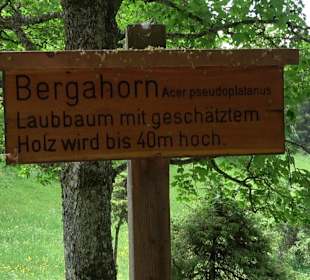 Waldlehrpfad in Tieringen
