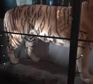 Museum für Naturkunde