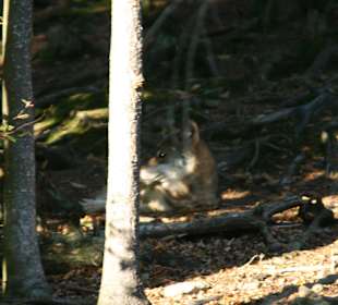 Wolf im Park - man muss schon suchen