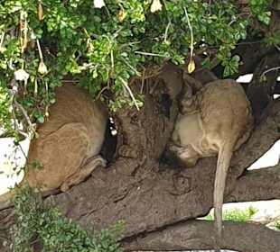 Löwen im Baum