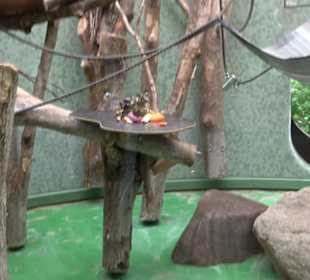 Tierpark Hellabrunn - Welt der Affen