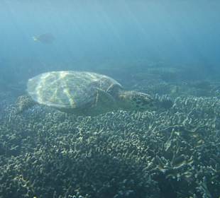 Schildkröte am Hausriff