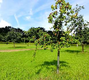 Streuobstwiese im Dorfgarten