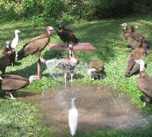 Geier und Reiher an der Wasserstelle