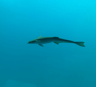 Schnorcheln Marsa Alam