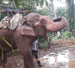 Schöne imposante Tiere