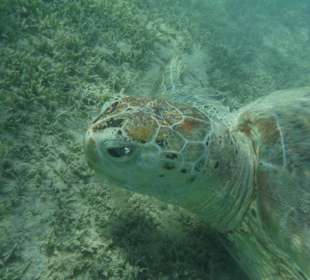 Schildi Marsa Mubarak