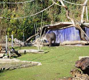 Tapir