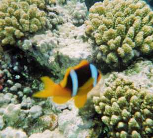 Nemo