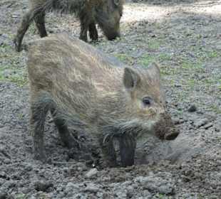 Das Wildschweingehege im Tiergarten