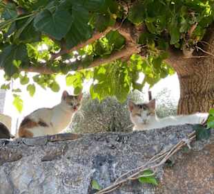 Wandern Georgioupolis