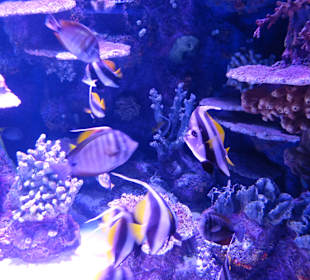 Aquarium Antalya
