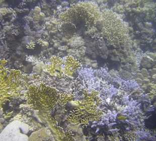 Tauchgebiet Poseidon Garden