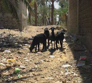 Rundgang auf Elephantine