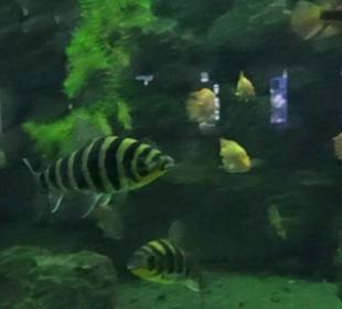 Tierpark Hellabrunn - Fische