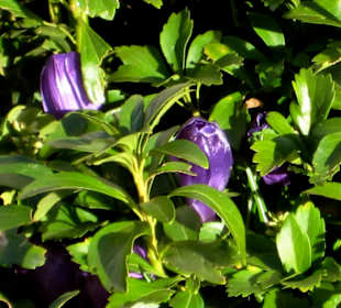 Krokusblüten