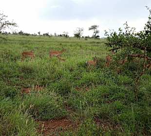 Sarova Salt Lick Game Lodge