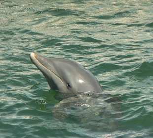 Delfin 1