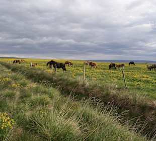 Weite Landschaft mit Islandpferden - Vatnsnes